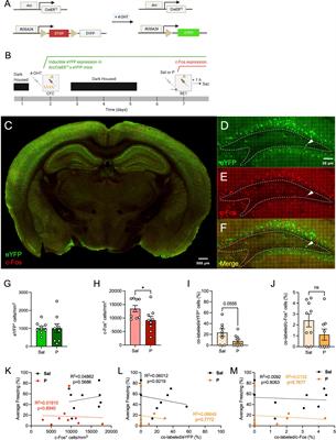 Propranolol Administration Modulates Neural Activity in the Hippocampal Hilus During Fear Retrieval